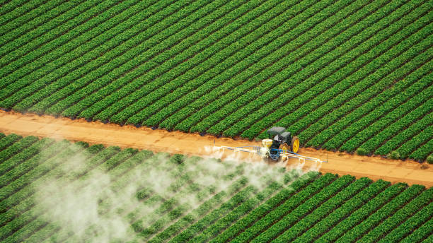 Best Termite Control Services  in Blackwater, AZ