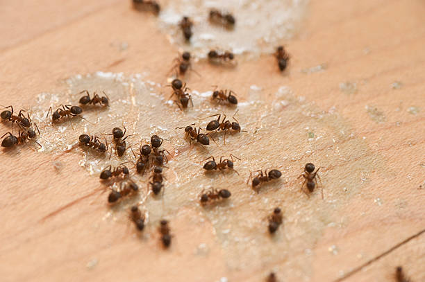 Wasp Removal Services in Blackwater, AZ