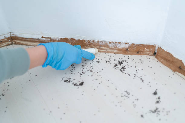 Best Bed Bug Extermination  in Blackwater, AZ